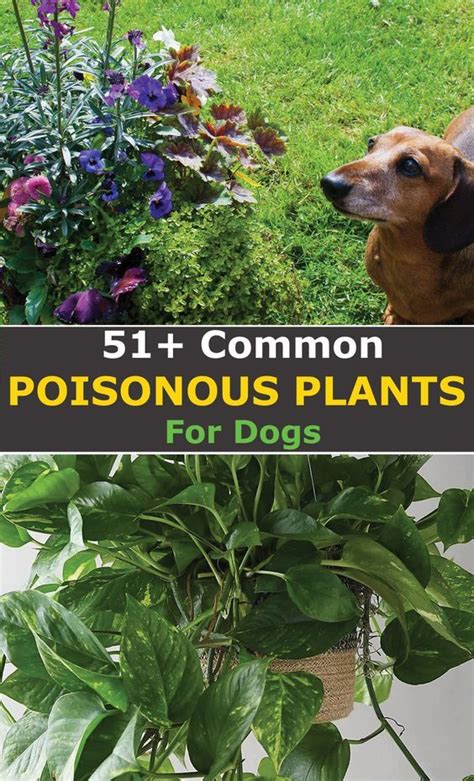 Common Plants Toxic For Dogs Poisonous Plants Plants Toxic To Dogs