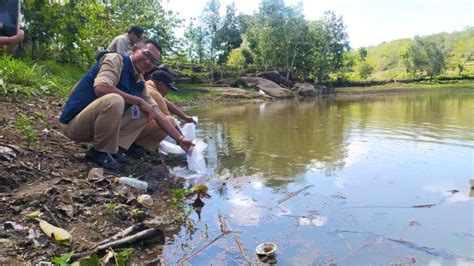 Dinas Perikanan Gunungkidul Sebar 178 Ribu Benih Ikan Di Sungai