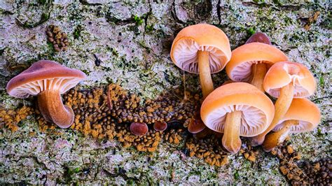 The Truth About Plastic Eating Fungi