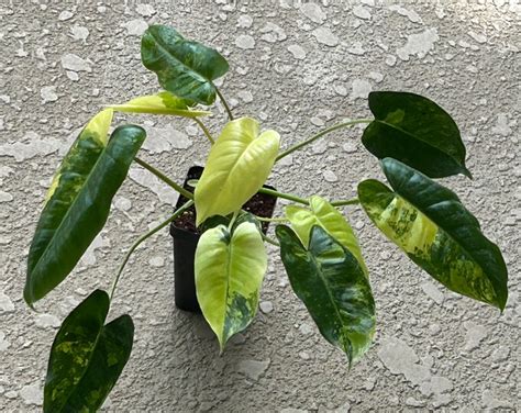 Highly Highly Variegated Philodendron Burle Marx Variegata Plant30