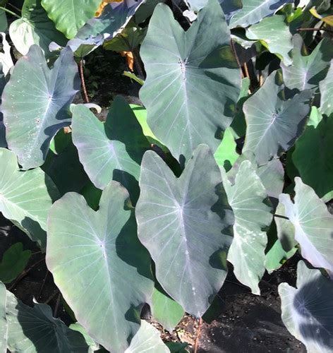 Colocasia Antiquorum Electric Blue Gecko Rob S Rare Plants