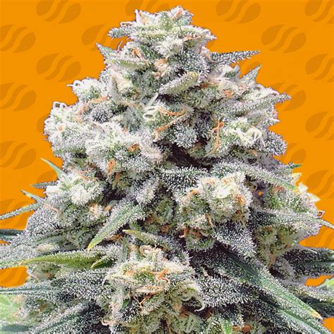 White Widow Cannabis Seeds By Original Sensible Seeds