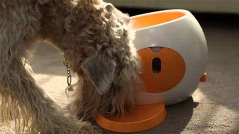 Los Mejores Gadgets Para Perros