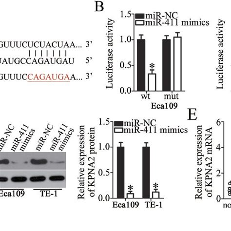 Kpna Is Validated As A Direct Target Gene Of Mir In Escc Cells