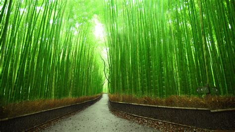 Bamboo Trees Forest Rainy Season 4K HD Bamboo Wallpapers | HD ...