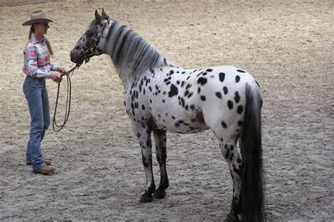 Cavalo appaloosa Tudo sobre essa Raça de pelagem Exótica