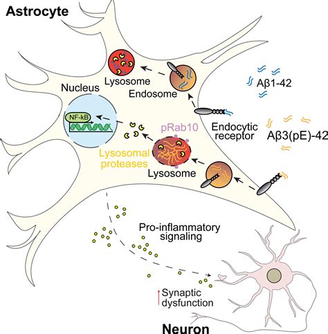 Glia | Neurobiology Journal | Wiley Online Library