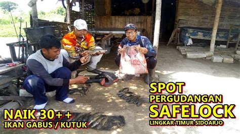 SPOT Lama IKAN BaruCasting IKAN Gabus Kutuk Di Pergudangan SAFELOCK