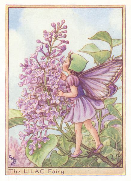 Flower Fairies Antique Flower Fairy Prints 1930 50