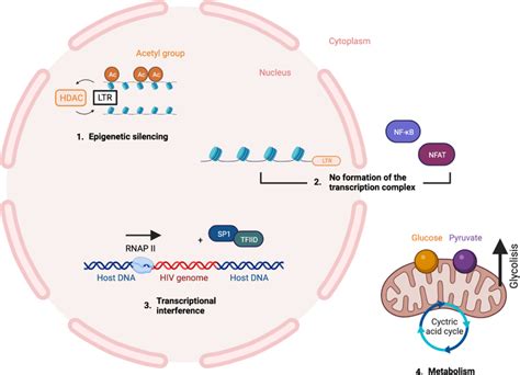 Molecular Mechanisms That Mediate Hiv Latency The Establishment Of