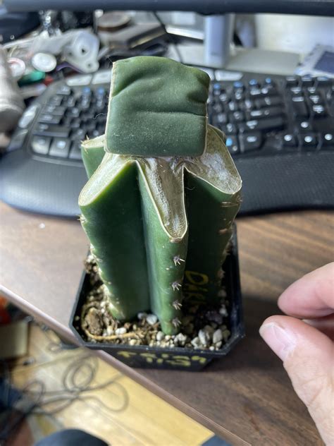 $75 shipped Ferah graft on fully rooted PC. Graft is fully healed and