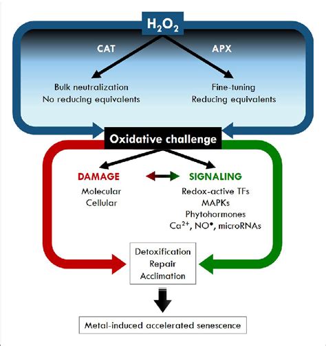 Generalized Model For The Central Role Of Hydrogen Peroxide H 2 O 2