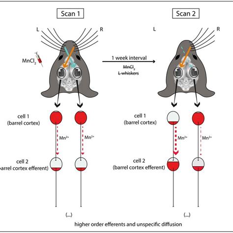 Memri Contrast Differences After Unilateral Sensory Deprivation A Download Scientific