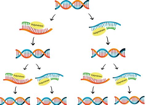 Qu Est Ce Qu Un Test PCR Amphisciences