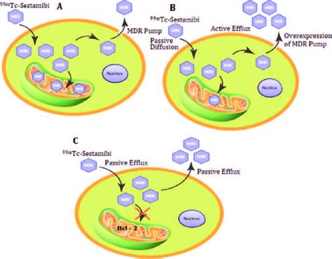 A Normal Binding Of M Tc Sestamibi To Mitochondria B