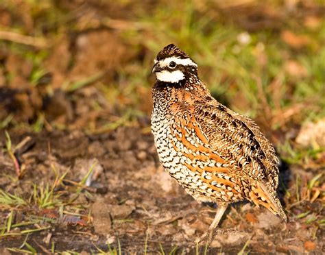 Northern Bobwhite Joe Overstreet Rd Kenansville Florida Birds