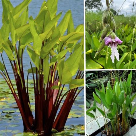 Thalia Dealbata Aquatic Live Pond Plant Red Stem Flowering Pokok Hiasan