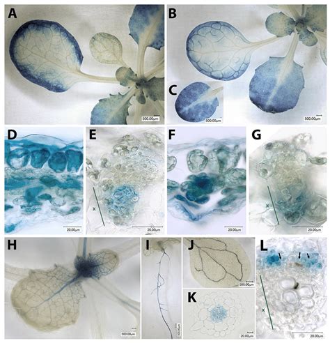 Expression Patterns Of FBA1 FBA2 And FBA3 Genes In Arabidopsis