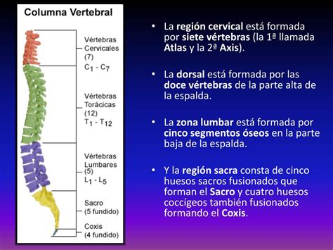 Ppt Anatom A Del Raquis La Columna Vertebral Powerpoint Presentation