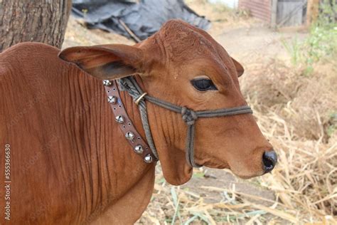 The Zebu Bos Indicus Or Bos Taurus Indicus Sometimes Known In The