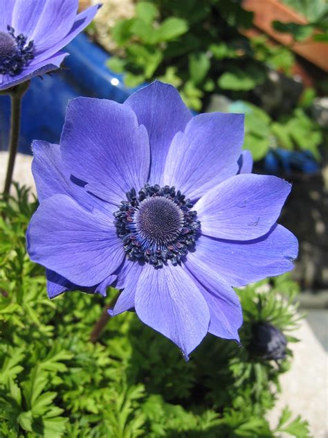 Anemone Anemone Blanda Anemone Blanda Bulbi Anemone Anemone