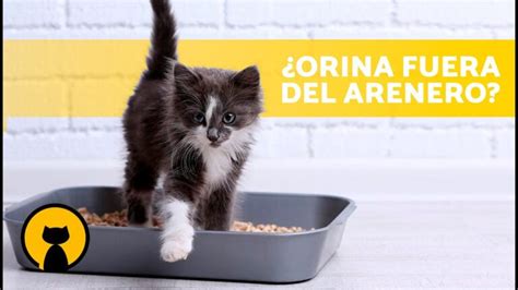 Productos para prevenir la micción de gatos Actualizado diciembre 2024