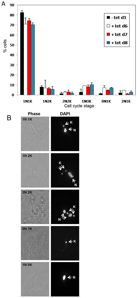 Morphological Phenotypes Of Wee1 Deficient T Brucei Procyclic Form