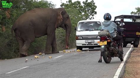 Wild Elephant Chasing Vehicles At The Katharagama Youtube