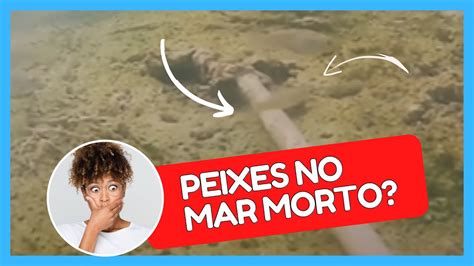 PEIXES NO MAR MORTO VEJA AGORA MITO OU VERDADE YouTube