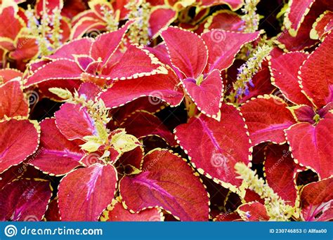 Bright Red Coleus Background Ornamental Plant Coleus Close Up Stock