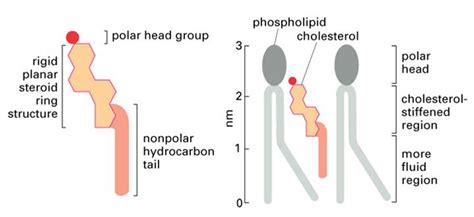 My Scientific Blog Research And Articles The Biological Membrane