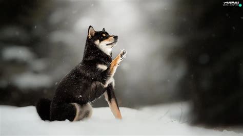 fuzzy, background, Shiba inu, snow, dog - Animals wallpapers: 1920x1080