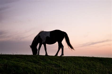 The Horses Reproductive System Royal Horse