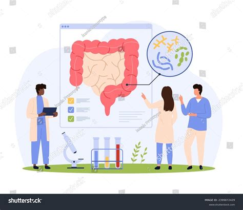 Gut Health Healthy Microbiome Research Vector Royalty Free Stock