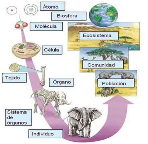 2do Secundaria Bioelementos Y Niveles De Organizacion De La Materia