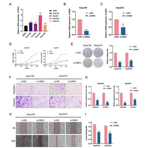 Knockdown Of Cbx Suppressed The Proliferation Migration And Invasion