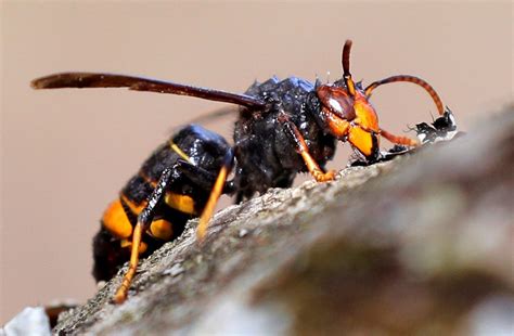 Tipos De Avispa En Espa A Geoviajeros