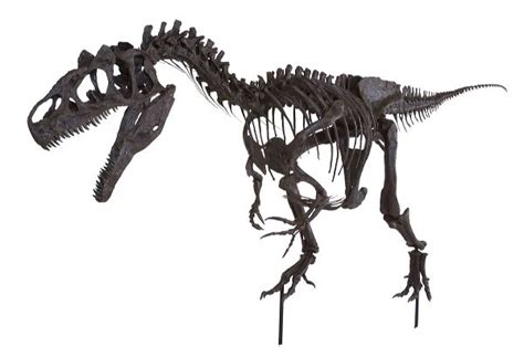 Allosaurus Sp Big Al Two Skeleton Display Replica Black Hills