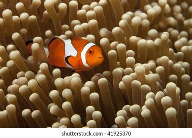 False Clown Anemonefish Amphiprion Ocellaris On Stock Photo