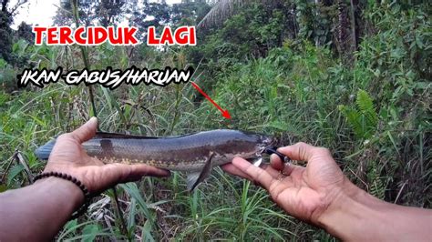 MANFAATKAN WAKTU YANG SINGKAT UNTUK MANCING CASTING IKAN GABUS DI SORE