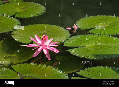 Victoria regia lily hi-res stock photography and images - Alamy