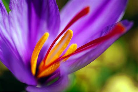 12 Saffron Health Benefits And Why Use Saffron Supplements For Eye Health