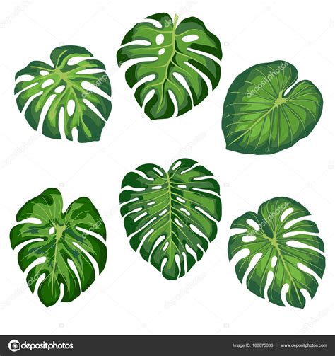 Tropical Monstera Leaves Stock Vector Image By ©vasimila 188875038