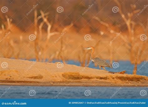 Goliath Heron Ardea Goliath Giant Heron Very Large Wading Bird In The