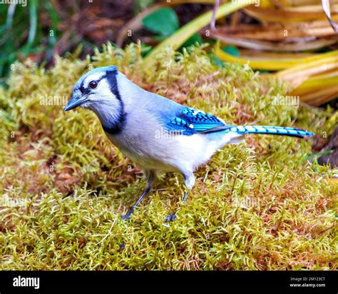 Blue Jay close-up standing on moss with a blur foliage background in ...