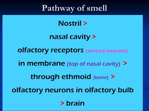 Ppt Special Senses Hearing Taste Smell Powerpoint Presentation