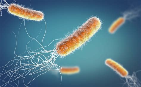 Pseudomonas aeruginosa