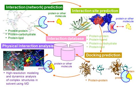 Protein Interaction Predictions