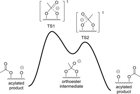 Mechanism Of Acyl Migration Assuming Preceding Deprotonation And The