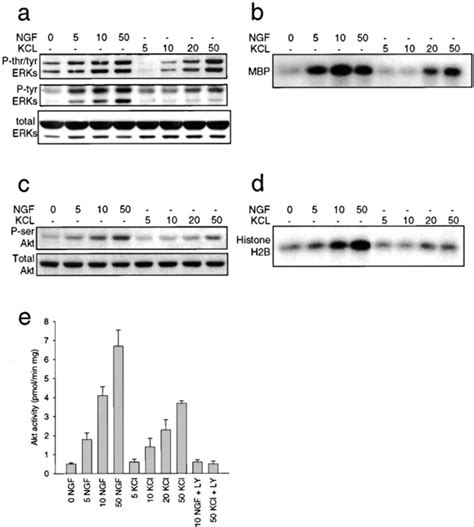 Activation Of Erk And Akt Kinases By Ngf And Kcl A And B Erk